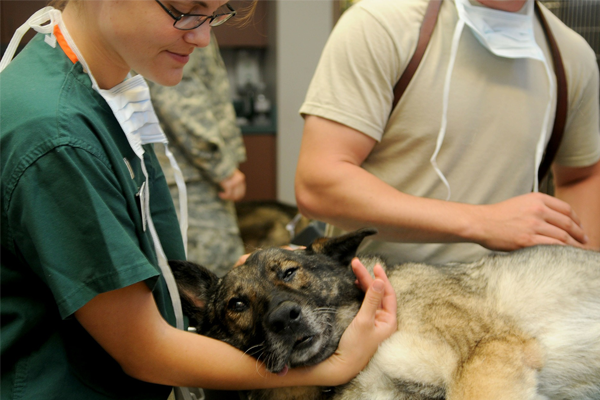 Veterinary Students helping a dog on a table.