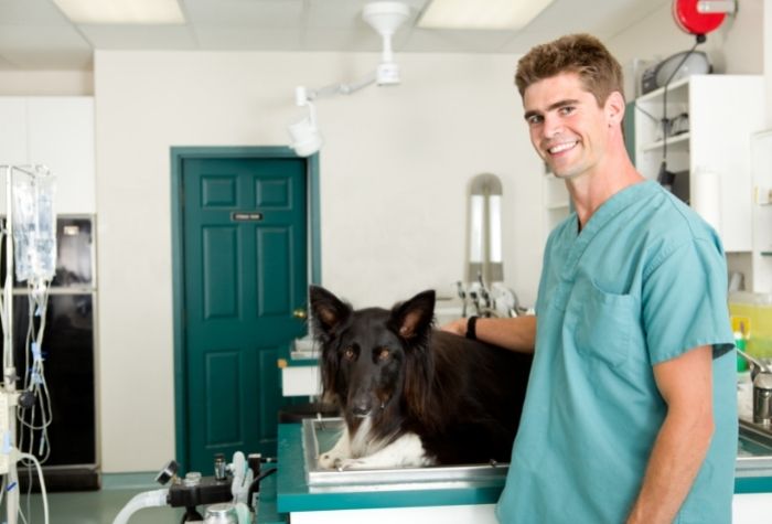 vet assistant helping dog during training exercise