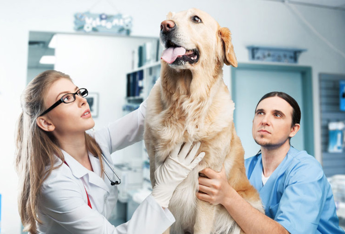 Image of veterinary assistants with a dog in a vet office