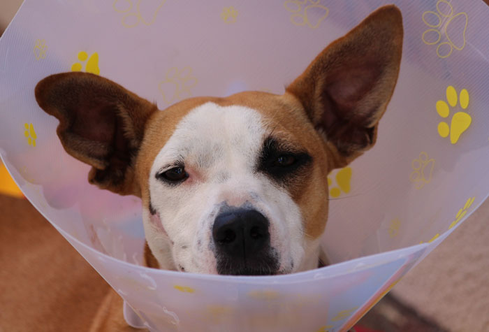 brown dog with white spot on face wearing a cone