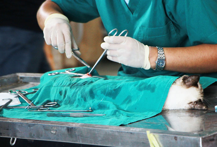 A veterinary technician performing a procedure on a cat.