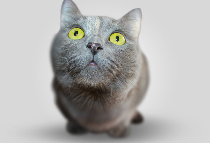 A grey cat against a grey background.