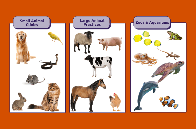 Graphic of various animals Vet Techs operate on in a Small Animal Clinic, Large Animal Practice, or Zoos and Aquariums