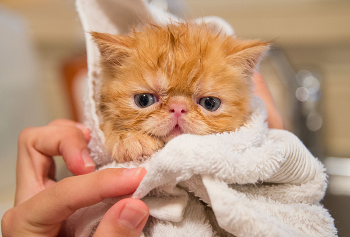 kitten being held by vet tech