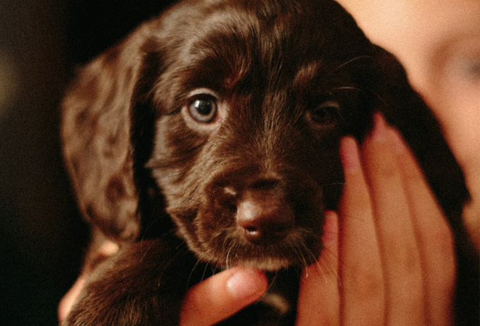 woman holding a brown puppy