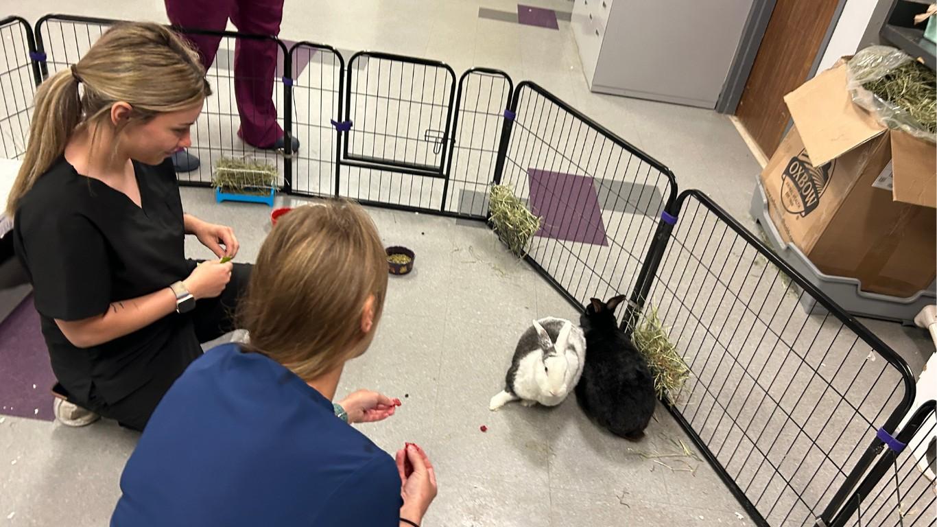 Two veterinary assistant students in scrubs feed and care for rabbits in a pen