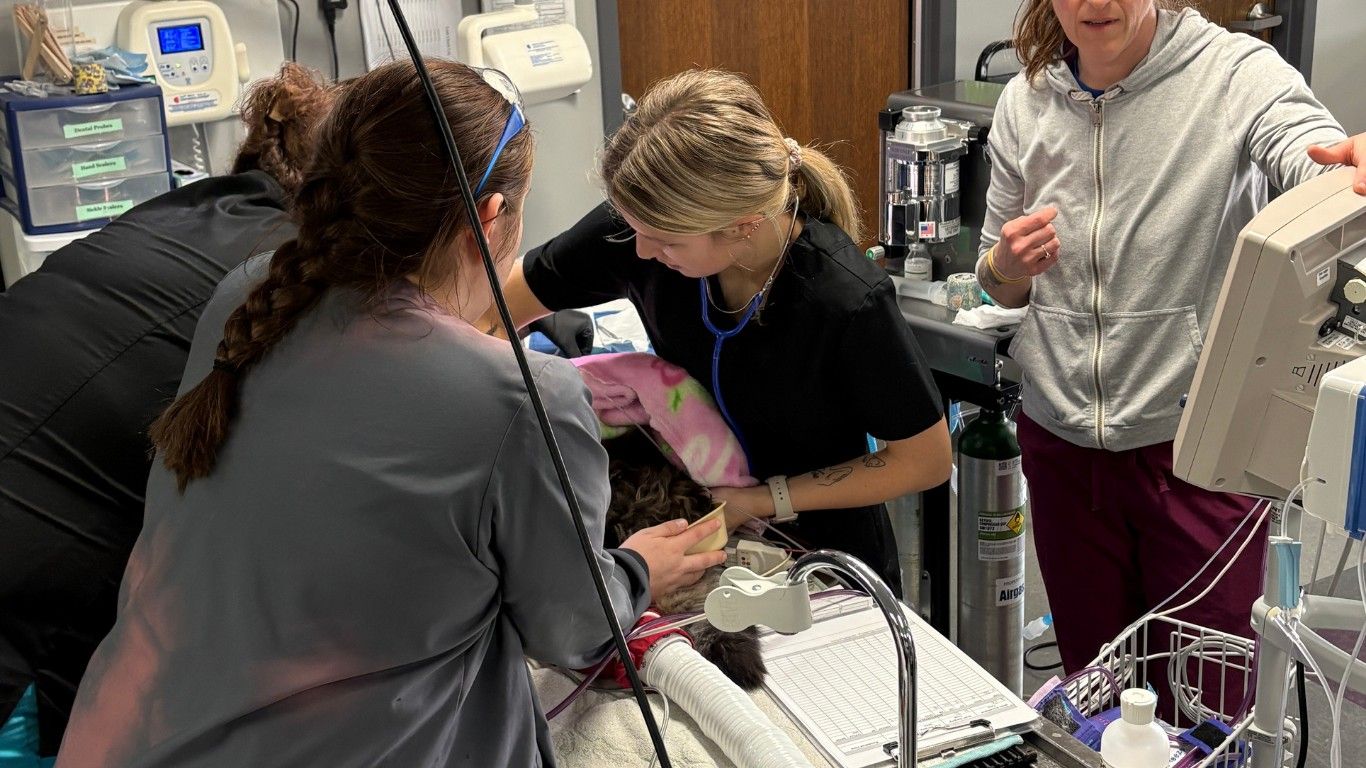 A veterinary technician uses a stethoscope to monitor an anesthetized animal during a procedure while teammates assist