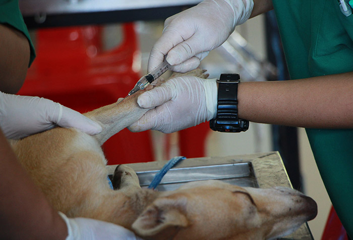 Veterinary tech training student giving dog a vaccine