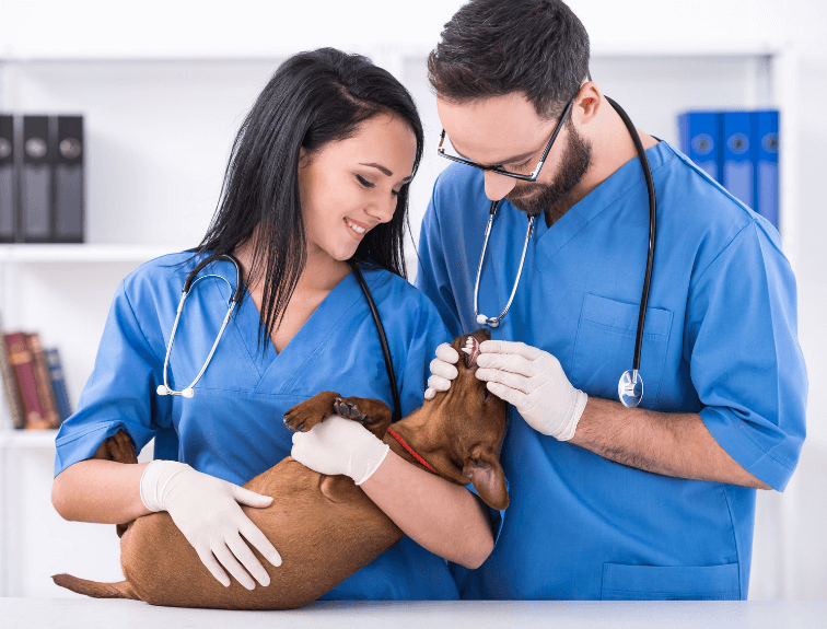 Two Vets checking a dogs teeth
