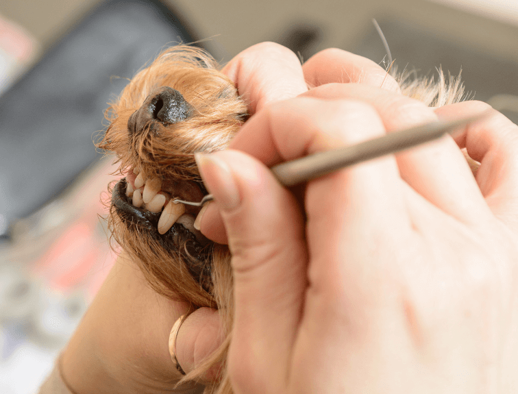 Veterinary Assistant examining dog's dental health