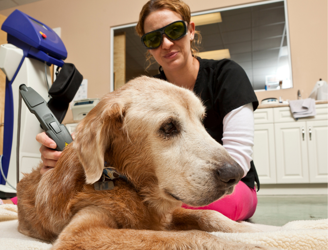 Vet tech applying laser therapy to dog