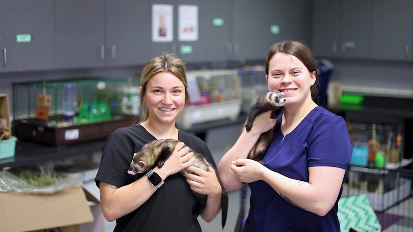 Two MCC vet tech students holding ferrets in lab