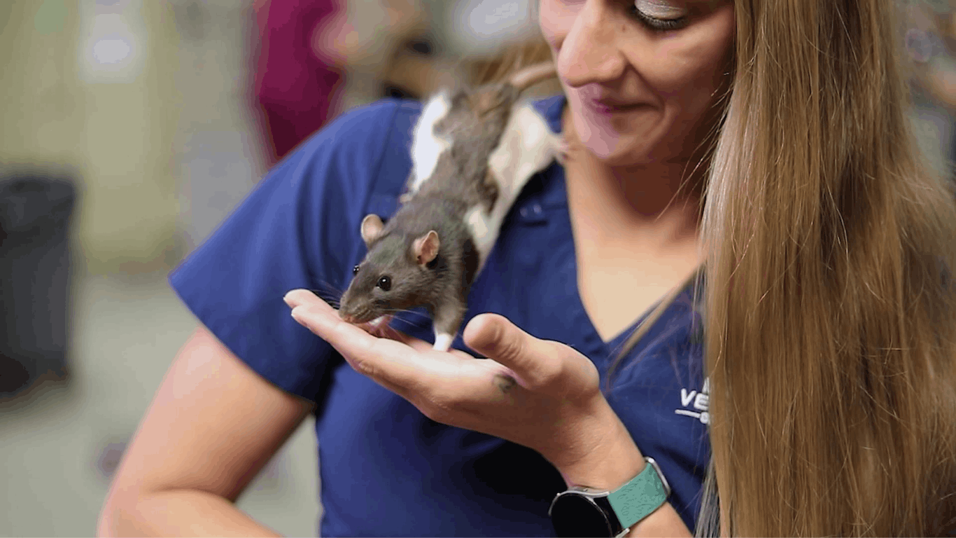 Veterinary student holding a rat climbing on her shoulder