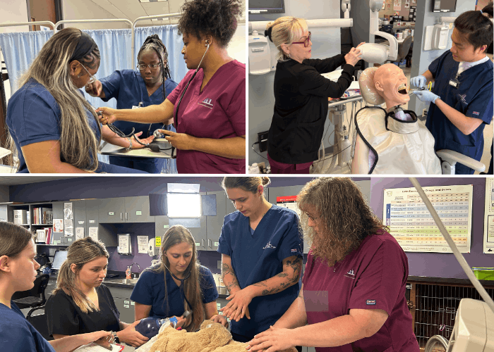 Collage of Dental, Medical, and Veterinary students
