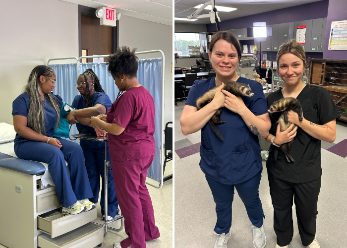 Collage of Medical and Veterinary students