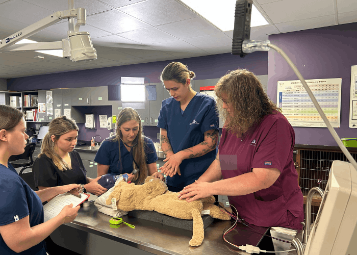 Veterinary Technician students working on a stuffed animal in the lab