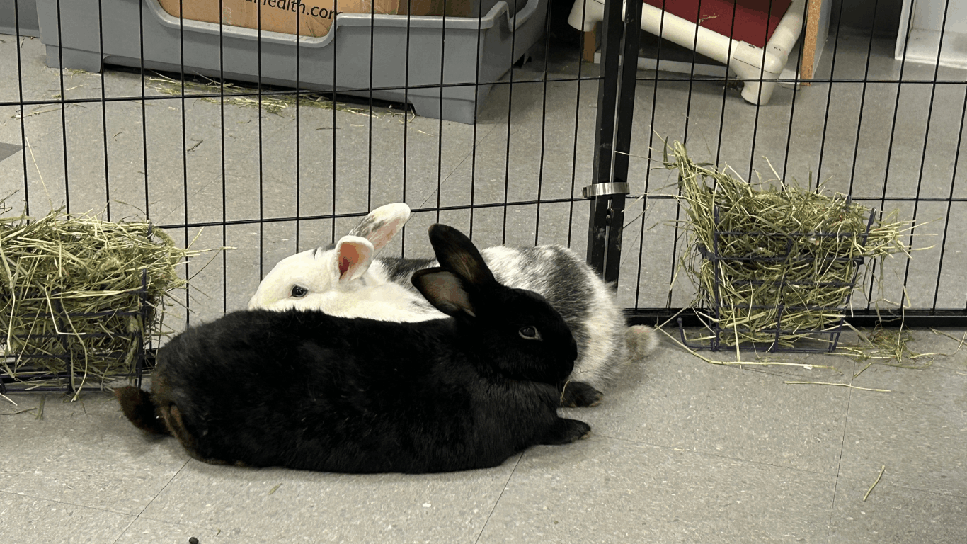 Bacon and Hashbrown, two bunnies, reside in a cage on the ground