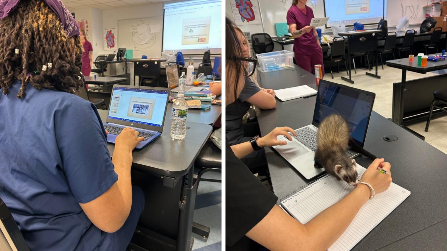 Veterinary assistant students in scrubs attending classroom training with a live ferret during a vet assistant program