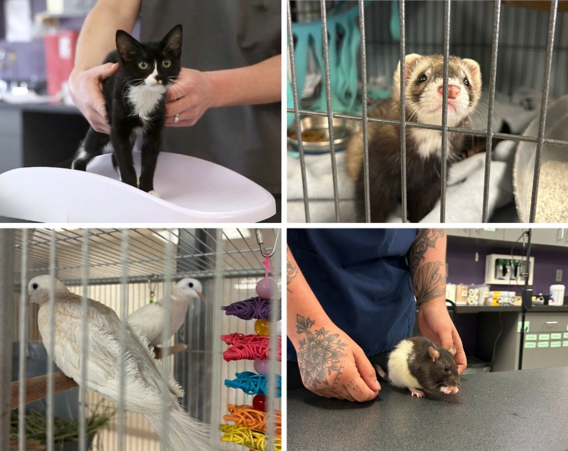Collage of animals cared for by veterinary assistants including a kitten, ferret, dove, and rat at a vet clinic